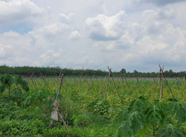 ลงพื้นที่ติดตามผลการดำเนินงานการส่งเสริมพัฒนาอาชีพและการตลาดของเกษตรกร/กลุ่มชาวบ้าน ในพื้นที่โครงการจัดที่ดินทำกินให้ชุมชนตามนโยบายรัฐบาล (คทช.) พื้นที่ป่าแควระบม-ป่าสียัด ... พารามิเตอร์รูปภาพ 11