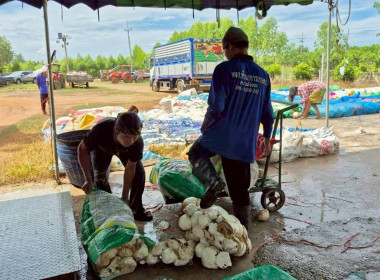 ลงพื้นที่จุดรวบรวมยางของสหกรณ์การเกษตรบ้านนายาวสามัคคี ... พารามิเตอร์รูปภาพ 9