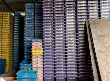 ลงพื้นที่สหกรณ์ชมรมชาวสวนมะม่วงจังหวัดฉะเชิงเทรา จำกัด ... พารามิเตอร์รูปภาพ 6