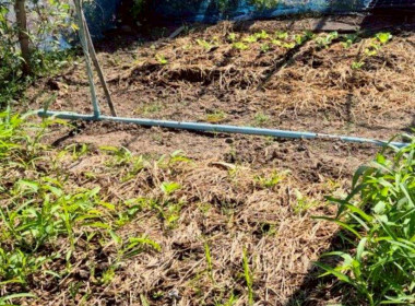 ลงพื้นที่สหกรณ์การเกษตรคลองเขื่อน จำกัด ... พารามิเตอร์รูปภาพ 12