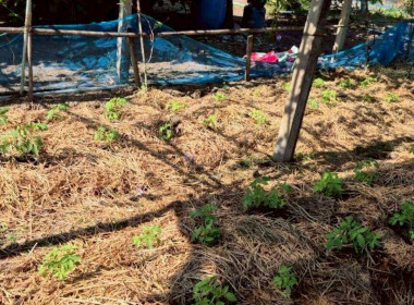 ลงพื้นที่สหกรณ์การเกษตรคลองเขื่อน จำกัด ... พารามิเตอร์รูปภาพ 13