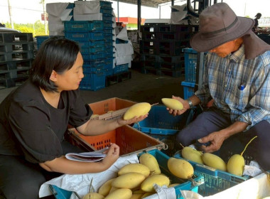 ลงพื้นที่สหกรณ์ชมรมชาวสวนมะม่วงจังหวัดฉะเชิงเทรา จำกัด ... พารามิเตอร์รูปภาพ 2
