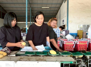 ลงพื้นที่สหกรณ์ชมรมชาวสวนมะม่วงจังหวัดฉะเชิงเทรา จำกัด ... พารามิเตอร์รูปภาพ 4