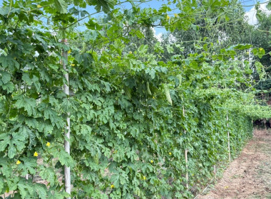 ครงการขับเคลื่อนปรัชญาของ ... พารามิเตอร์รูปภาพ 2