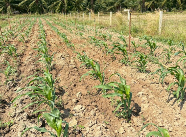 ครงการขับเคลื่อนปรัชญาของ ... พารามิเตอร์รูปภาพ 13