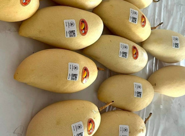 ลงพื้นที่สหกรณ์ชมรมชาวสวนมะม่วงจังหวัดฉะเชิงเทรา ... พารามิเตอร์รูปภาพ 7